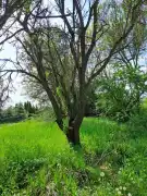 Veszprém megye - Balatonkenese