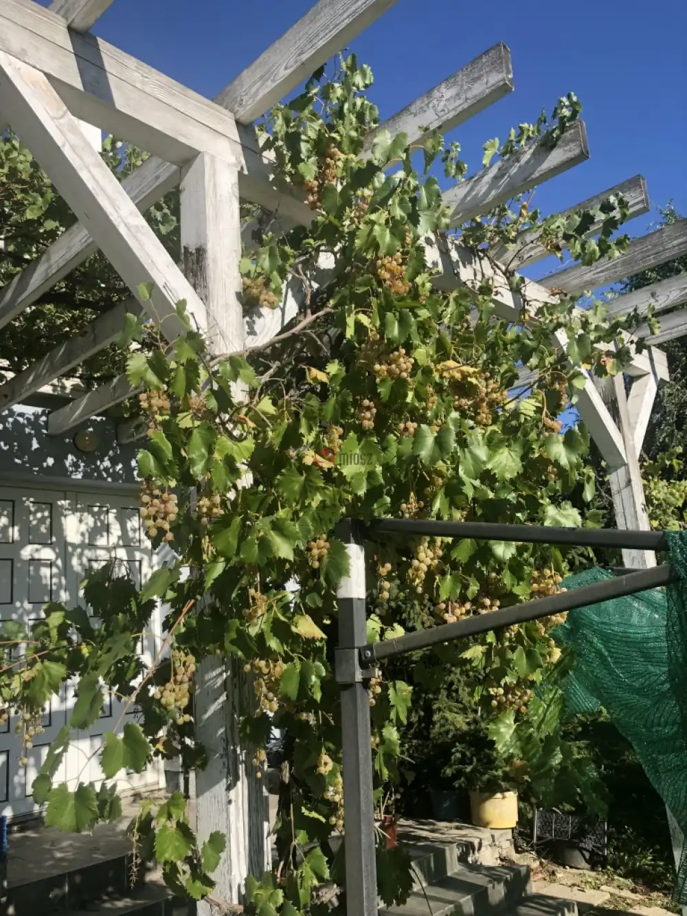 Pest megye - Erdőkertes