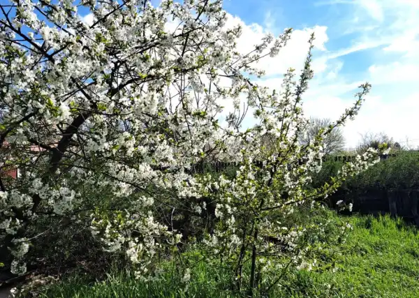 Eladó családi ház, Tököl 3 szoba 82 m² 65 M Ft