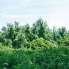 Zala megye - Babosdöbréte