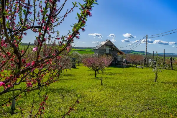 Eladó Gyümölcsös, Edelény 3714 m² 13.5 M Ft