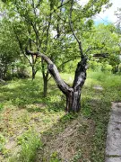 Pest megye - Budakeszi