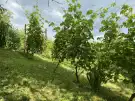 Zala megye - Homokkomárom