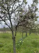 Zala megye - Homokkomárom