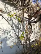 Budapest, XVIII. kerület - Erzsébettelep