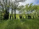 Bács-Kiskun megye - Baja