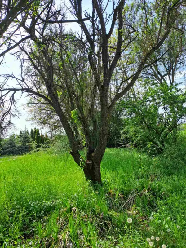 Eladó Üdülő, Balatonkenese 1439 m² 35 M Ft