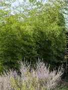 Pest megye - Ecser