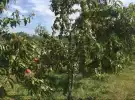 Vas megye - Gyöngyösfalu