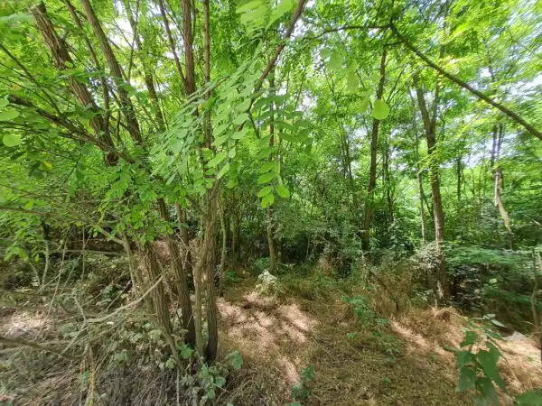 Eladó Üdülő, Isaszeg 3063 m² 11.9 M Ft