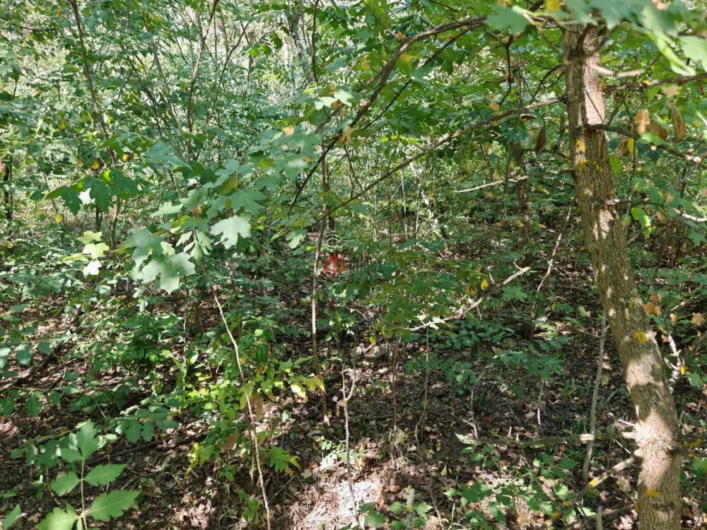 Pest megye - Isaszeg