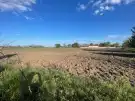 Csongrád megye - Zsombó