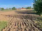 Csongrád megye - Zsombó